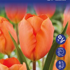 8718641999738 1 Tulip Lighting Sun Bulbs.jpg